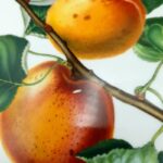 Portmeirion Pomona Roman Apricot Large L47cm serving dish platter 1570g C1980s